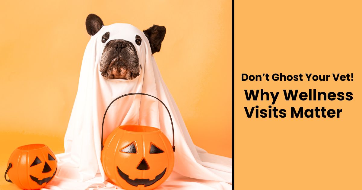 Keeping Pets Healthy
