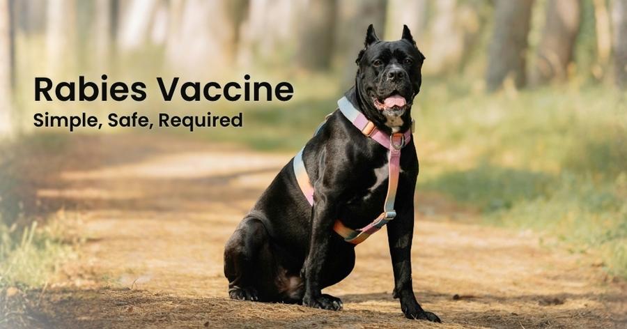 Rabies in Dogs and Cats: What Georgia Pet Owners Should Know