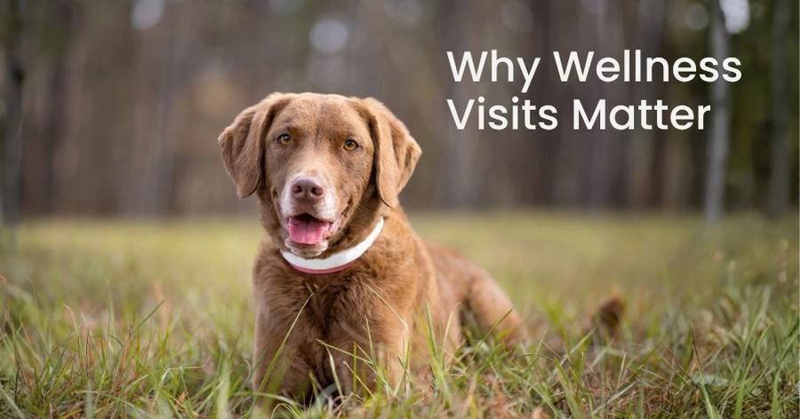 Keeping Pets Healthy
