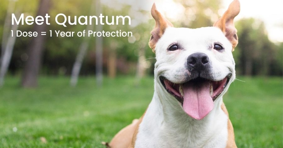 Meet Quantum: Year-Long Parasite Protection for Your Dog
