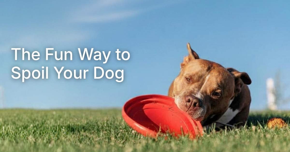 Spoiling Your Dog: The Fun Way to Do It Right