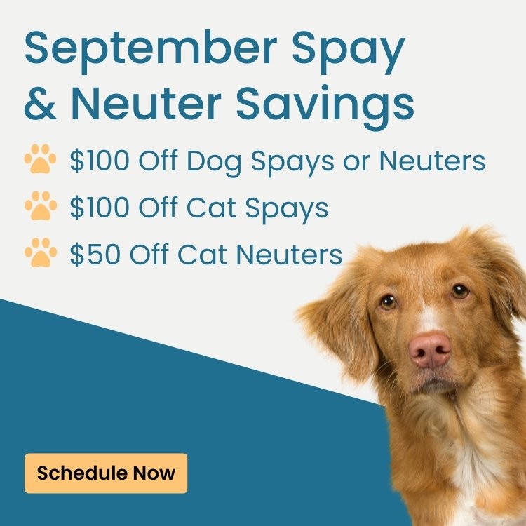 Dog Dental Cleanings - save $75