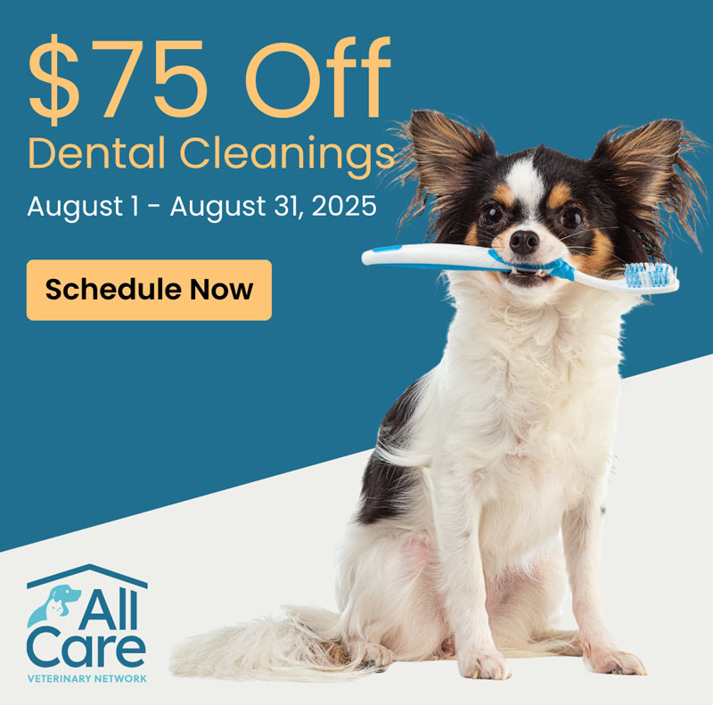 Dog Dental Cleanings - save $75