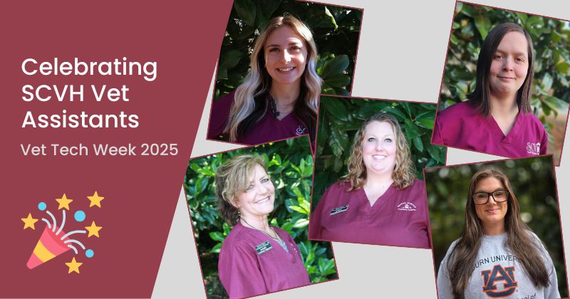 Celebrating Veterinary Technicians