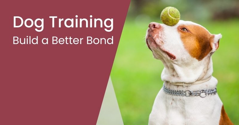 Dog Training Tips and Tricks