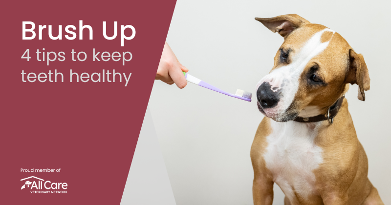 Brush Up on Your Pet’s Dental Health