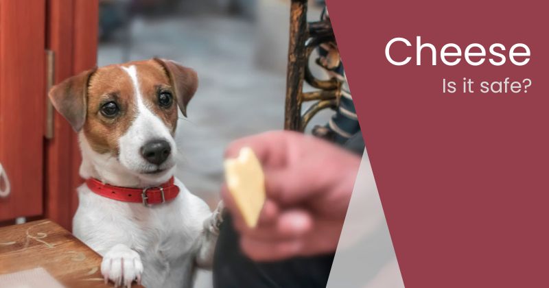 Can Dogs Eat Cheese? Is All Cheese Safe?