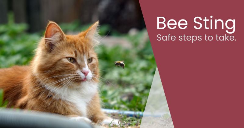 Cat Stung by a Bee: What to Do Next