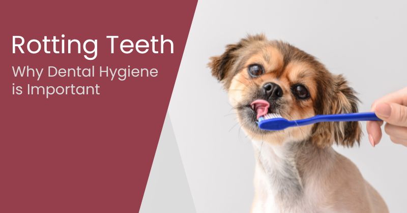 Dog Teeth Rotting: Why They Need Dental Treatments