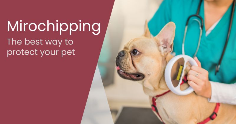 The Importance of Pet Microchipping