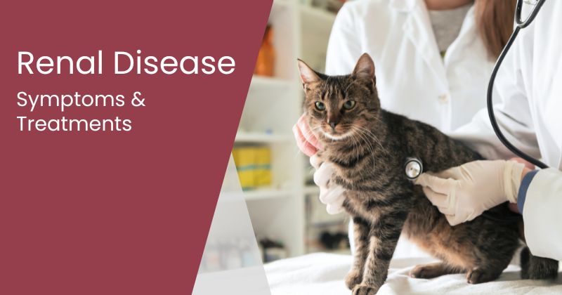 Renal Disease in Cats: Symptoms and Treatment