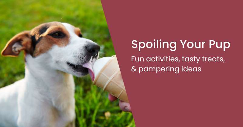 6 Ideas to Spoil Your Dog